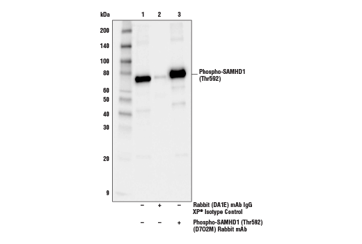 Immunoprecipitation Image 1: Phospho-SAMHD1 (Thr592) (D7O2M) Rabbit mAb