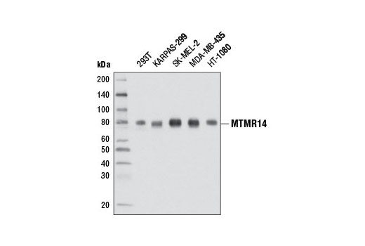 Western Blotting Image 1: MTMR14 Antibody