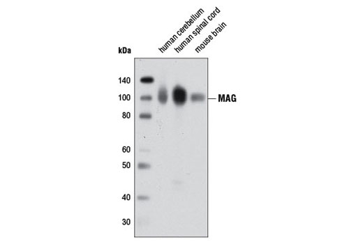 Western Blotting Image 1: MAG Antibody