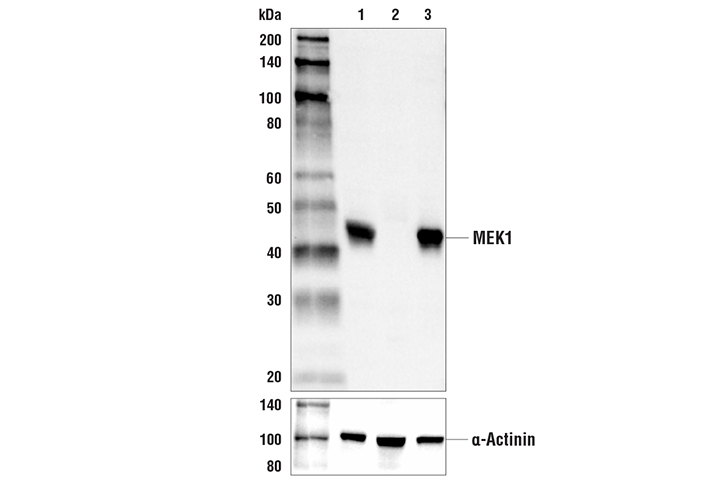 Western Blotting Image 1: MEK1 Antibody