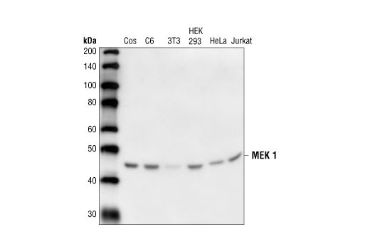 Western Blotting Image 2: MEK1 Antibody