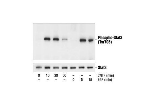 Western Blotting Image 1: Phospho-Stat3 (Tyr705) Antibody