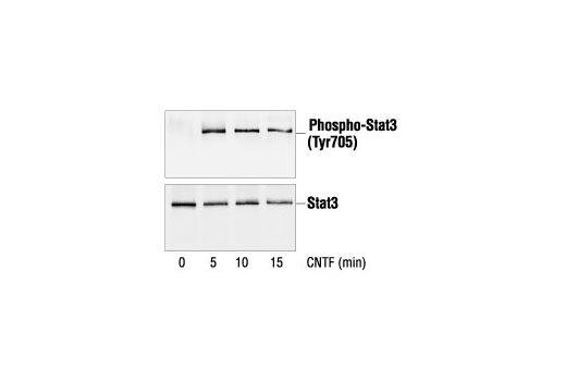 Immunoprecipitation Image 1: Phospho-Stat3 (Tyr705) Antibody