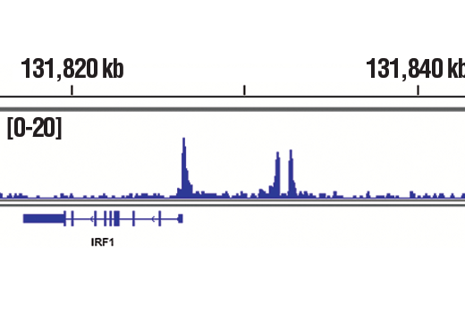 Chromatin Immunoprecipitation Image 1: Phospho-Stat3 (Tyr705) (D3A7) XP® Rabbit mAb