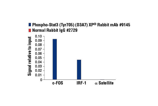  Image 22: PhosphoPlus® Stat3 (Tyr705) Antibody Duet