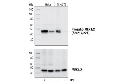 Image 5: Phospho-Erk1/2 Pathway Antibody Sampler Kit