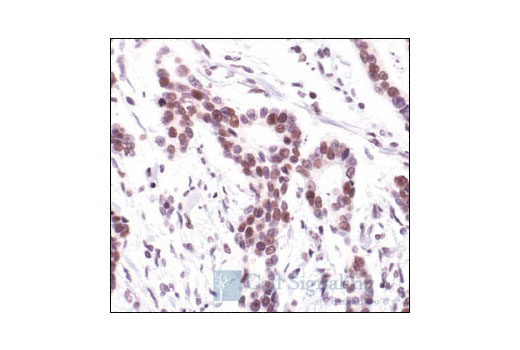  Image 9: PhosphoPlus® c-Jun (Ser63) Antibody Duet