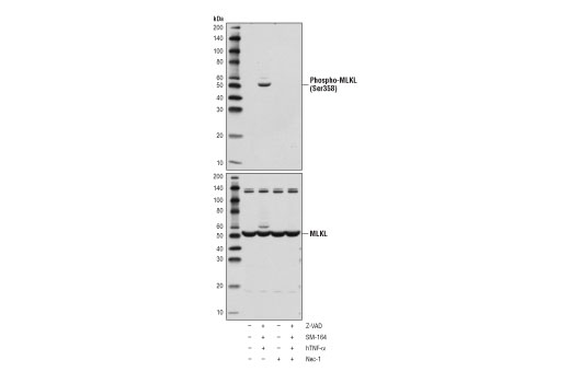  Image 2: PhosphoPlus® MLKL (Ser358) Antibody Duet