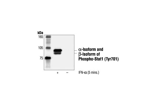 Western Blotting Image 1: Phospho-Stat1 (Tyr701) Antibody
