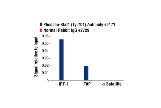 Chromatin Immunoprecipitation Image 1: Phospho-Stat1 (Tyr701) Antibody