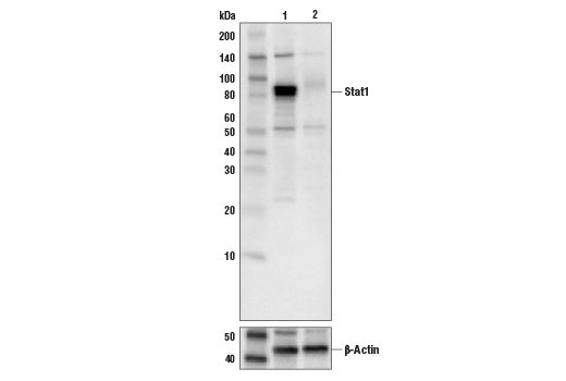 Western Blotting Image 1: Stat1 Antibody