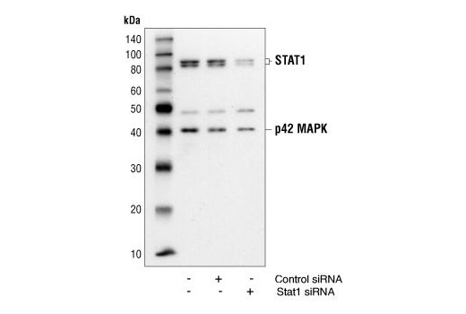  Image 6: PhosphoPlus® Stat1 (Tyr701) Antibody Kit