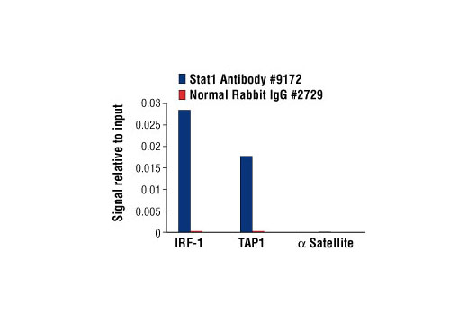 Chromatin Immunoprecipitation Image 1: Stat1 Antibody