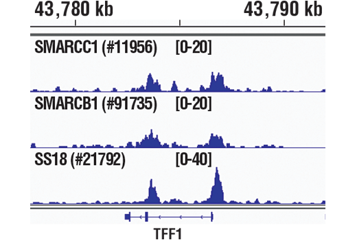 Chromatin Immunoprecipitation Image 1: SMARCB1/BAF47 (D8M1X) Rabbit mAb