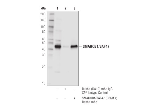 Immunoprecipitation Image 1: SMARCB1/BAF47 (D8M1X) Rabbit mAb