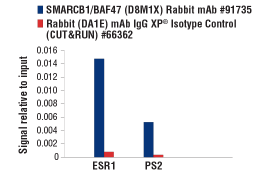 CUT and RUN Image 3: SMARCB1/BAF47 (D8M1X) Rabbit mAb