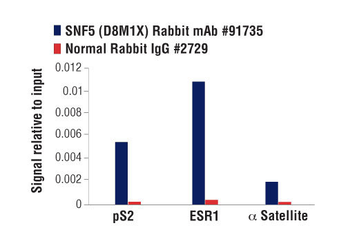 Chromatin Immunoprecipitation Image 3: SMARCB1/BAF47 (D8M1X) Rabbit mAb