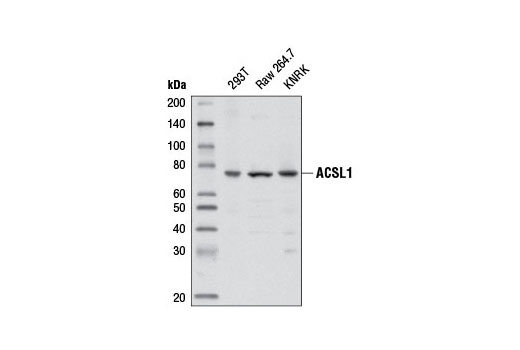  Image 10: Fatty Acid and Lipid Metabolism Antibody Sampler Kit