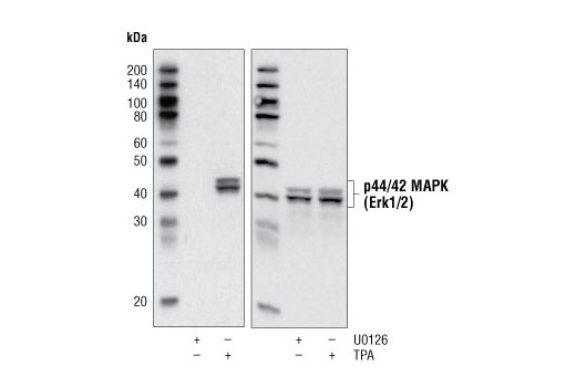  Image 6: PhosphoPlus® p44/42 MAPK (Erk1/2) (Thr202/Tyr204) Antibody Kit