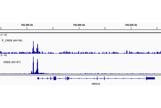 Chromatin Immunoprecipitation Image 1: Phospho-CREB (Ser133) (87G3) Rabbit mAb