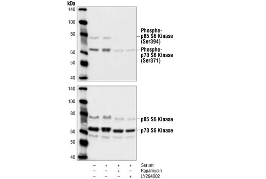  Image 14: mTOR Substrates Antibody Sampler Kit