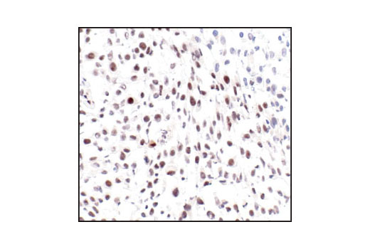 Immunohistochemistry Image 4: Phospho-ATF-2 (Thr71) Antibody