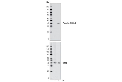  Image 5: PhosphoPlus® MKK3/MKK6 (Ser189/207) Antibody Kit