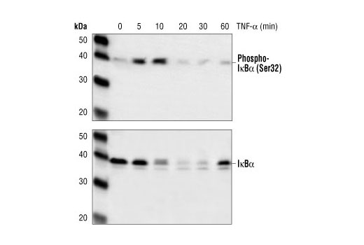 Western Blotting Image 1: IκBα (112B2) Mouse mAb (Carboxy-terminal Antigen)