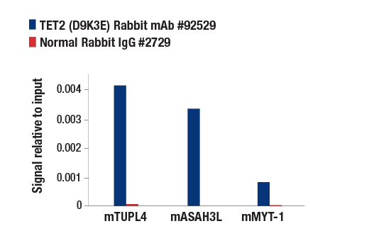 Chromatin Immunoprecipitation Image 3: TET2 (D9K3E) Rabbit mAb
