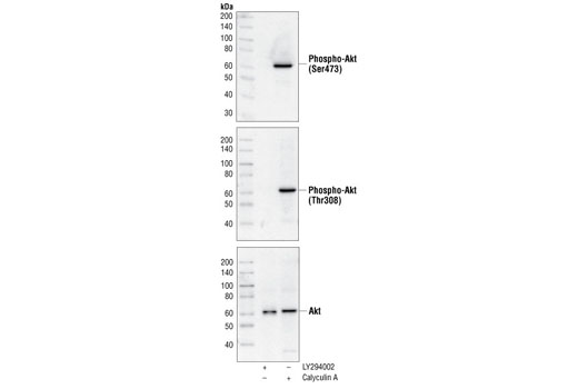  Image 8: PhosphoPlus® Akt (Ser473) Antibody Kit