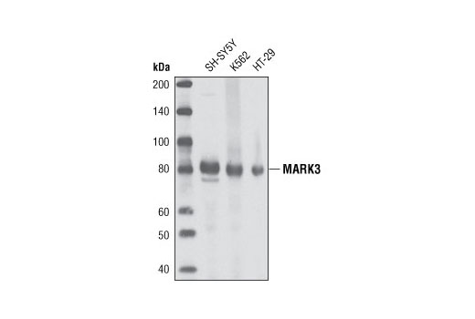 Western Blotting Image 1: MARK3 Antibody