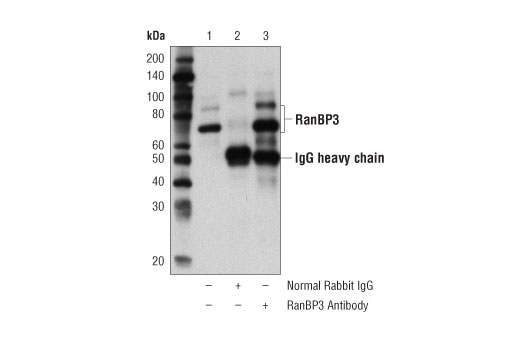 Immunoprecipitation Image 1: RanBP3 Antibody