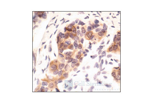 Immunohistochemistry Image 1: Phospho-PKCδ/θ (Ser643/676) Antibody