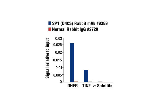 Chromatin Immunoprecipitation Image 3: SP1 (D4C3) Rabbit mAb