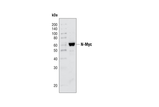 Western Blotting Image 1: N-Myc Antibody