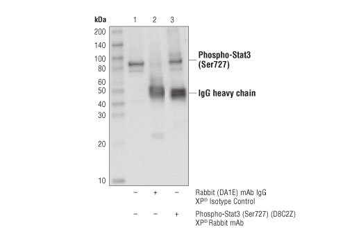 Immunoprecipitation Image 1: Phospho-Stat3 (Ser727) (D8C2Z) Rabbit mAb