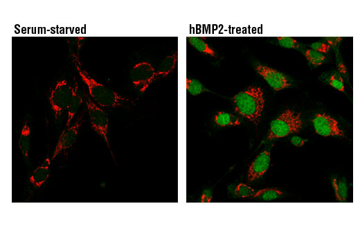 Immunofluorescence Image 1: Phospho-SMAD1/5 (Ser463/465) (41D10) Rabbit mAb