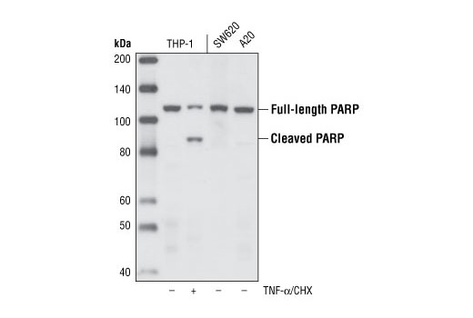  Image 7: PhosphoPlus® Cleaved PARP (Asp214) Antibody Duet