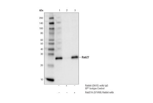 Immunoprecipitation Image 1: Rab27A (D7V6B) Rabbit mAb