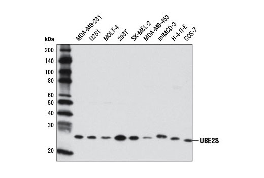  Image 1: UBE2S Antibody