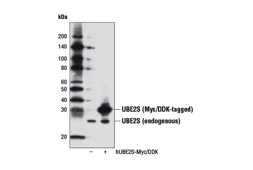  Image 2: UBE2S Antibody