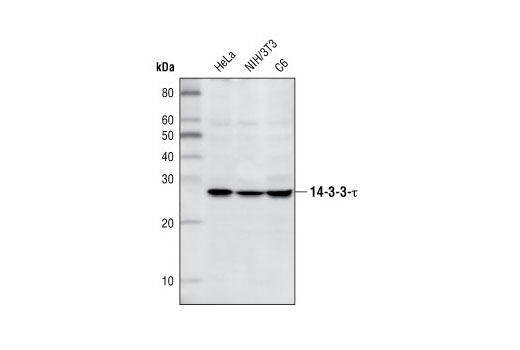 Western Blotting Image 1: 14-3-3 τ Antibody