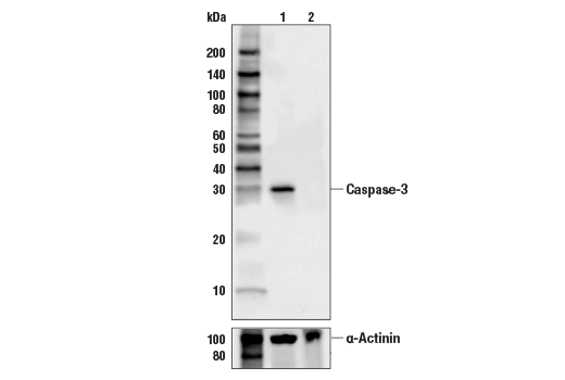  Image 5: Apoptosis Marker: Cleaved Caspase-3 (Asp175) Western Detection Kit