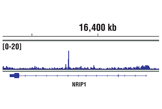 Chromatin Immunoprecipitation Image 1: SRC-2 (D2X4M) Rabbit mAb