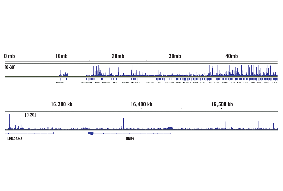 Chromatin Immunoprecipitation Image 2: SRC-2 (D2X4M) Rabbit mAb