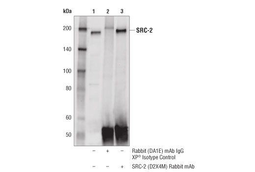 Immunoprecipitation Image 1: SRC-2 (D2X4M) Rabbit mAb