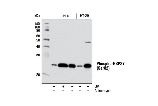 Western Blotting Image 1: Phospho-HSP27 (Ser82) (D1H2F6) XP® Rabbit mAb (BSA and Azide Free)