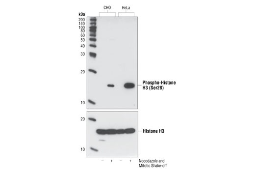  Image 5: Phospho-Histone H3 (Mitotic Marker) Antibody Sampler Kit