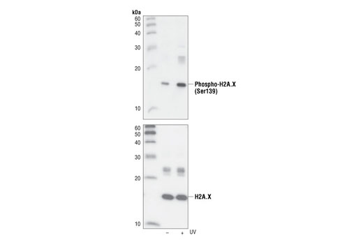 Western Blotting Image 1: Phospho-Histone H2A.X (Ser139) (20E3) Rabbit mAb