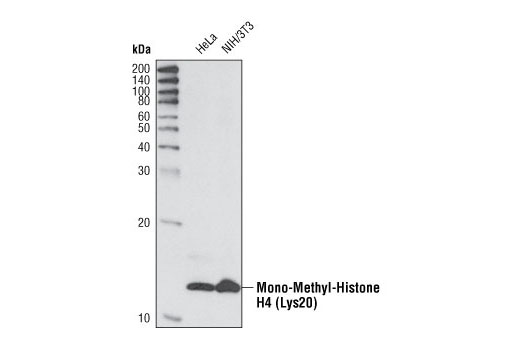 Western Blotting Image 1: Mono-Methyl-Histone H4 (Lys20) Antibody